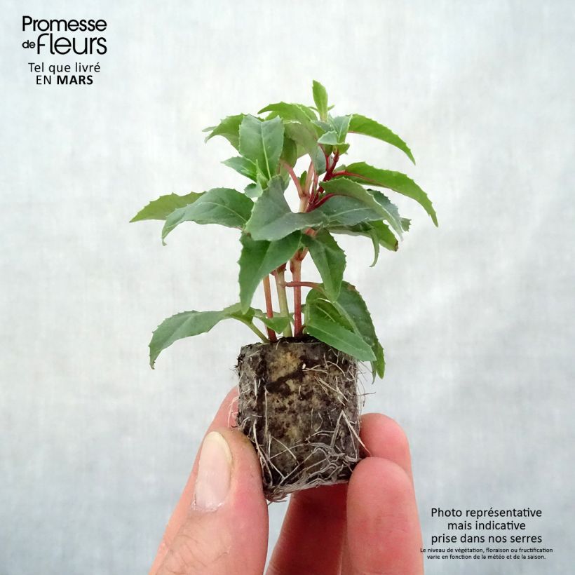 Fuchsia Bella Mariska Plug plant 3/4cm sample as delivered in spring