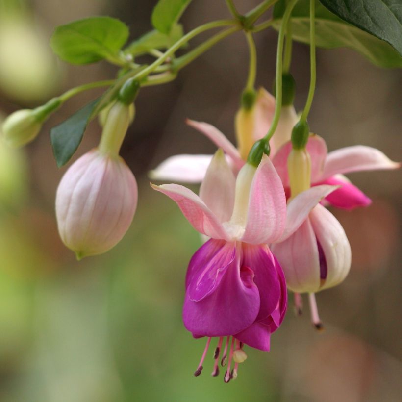 Fuchsia Bella Rosella (Flowering)