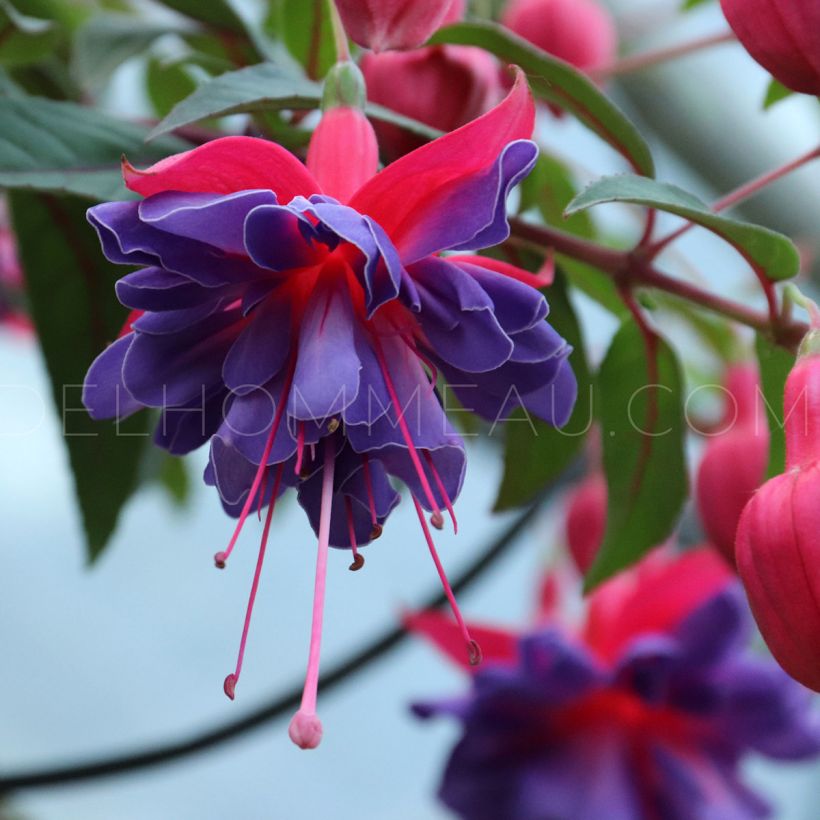 Fuchsia Bernadette (Flowering)