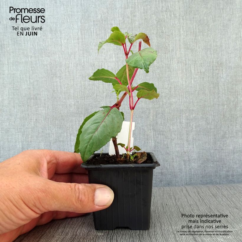 Fuchsia Black Princess 8/9 cm pot sample as delivered in summer