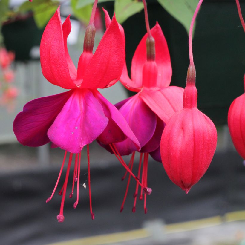 Fuchsia Black Princess (Flowering)