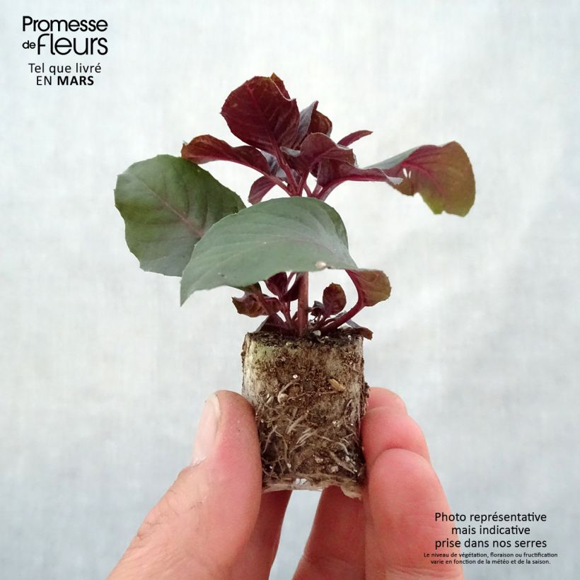 Fuchsia Gartenmeister Bonstedt Plug plant 3/4cm sample as delivered in spring