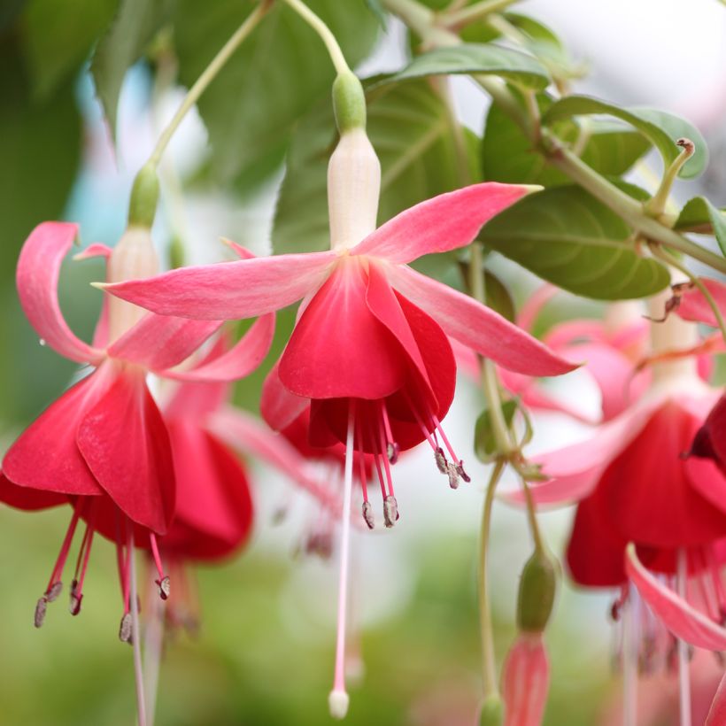 Fuchsia Celia Smedley (Flowering)