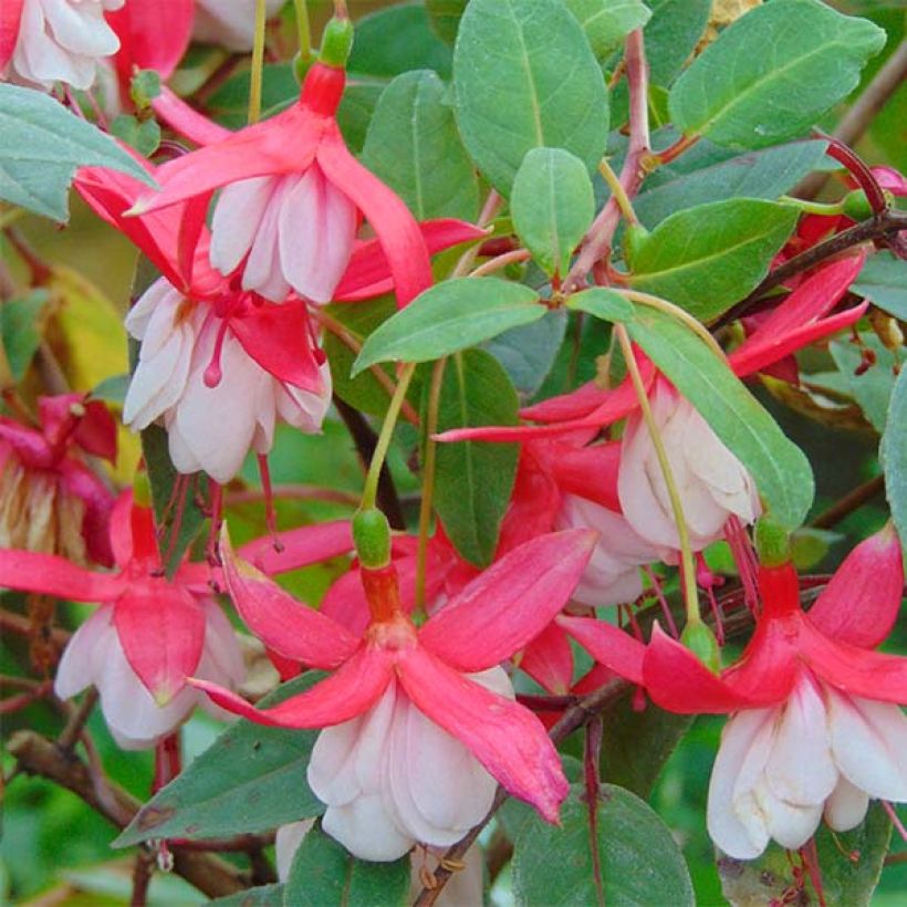 Fuchsia Chantilly (Flowering)