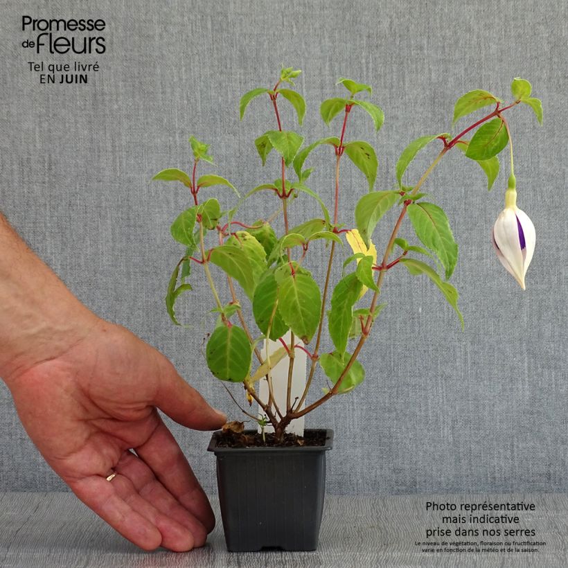 Fuchsia Deep Purple - Godet de 8/9 cm sample as delivered in spring