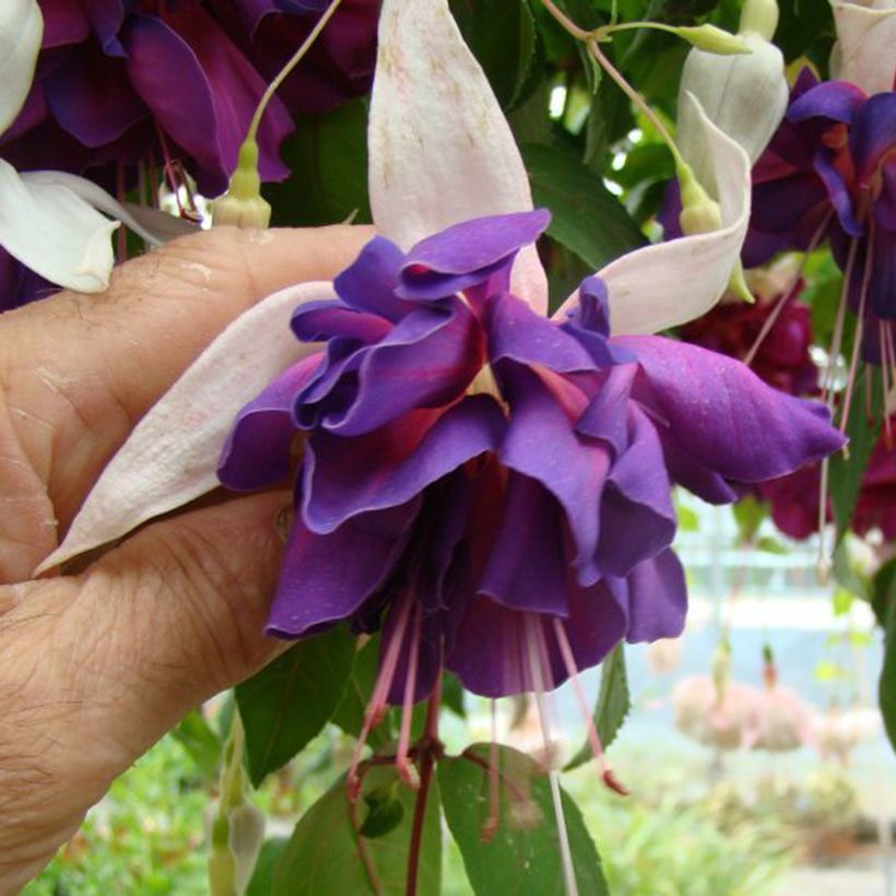 Fuchsia Deep Purple (Flowering)