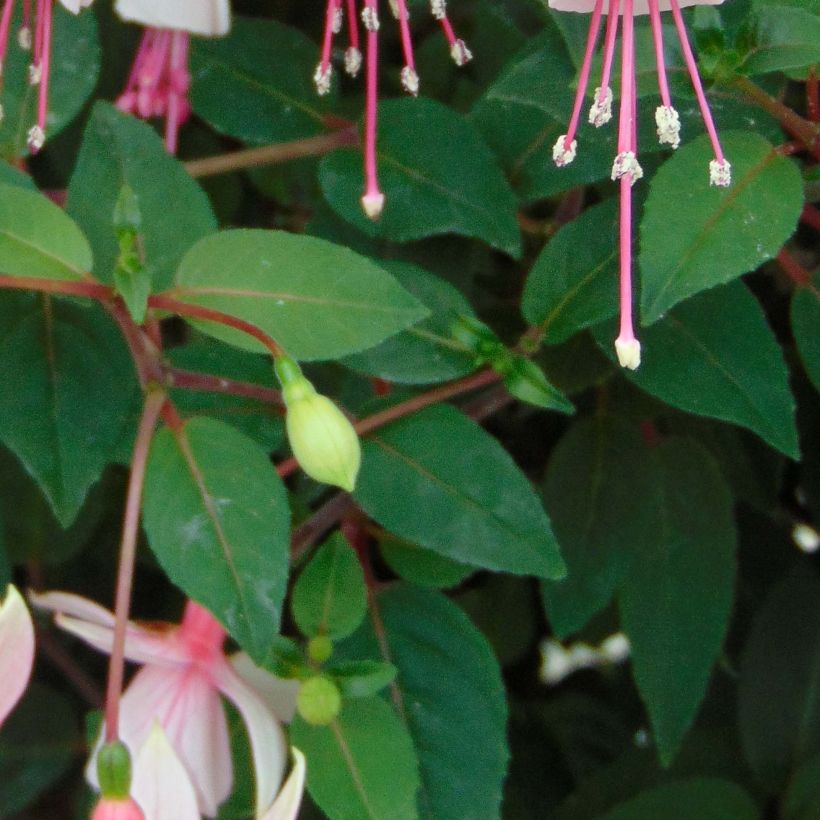 Fuchsia Elma-Hendricks (Foliage)