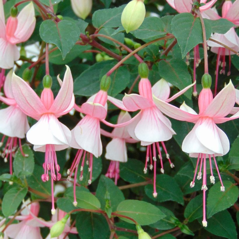 Fuchsia Elma-Hendricks (Flowering)