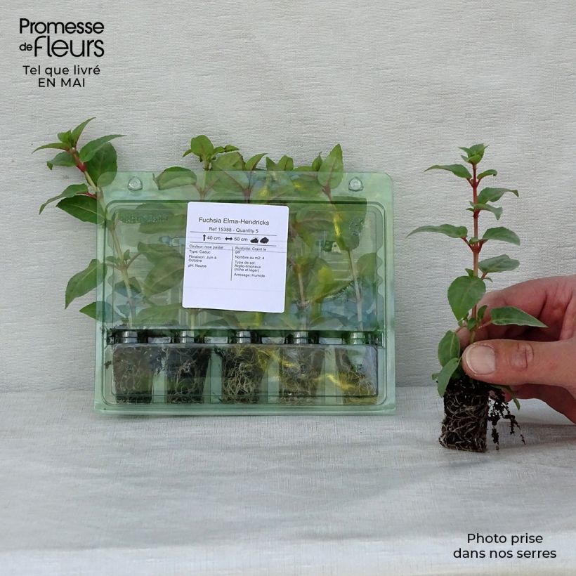 Fuchsia Elma-Hendricks Plug plant 1.5/2.5 cm sample as delivered in spring