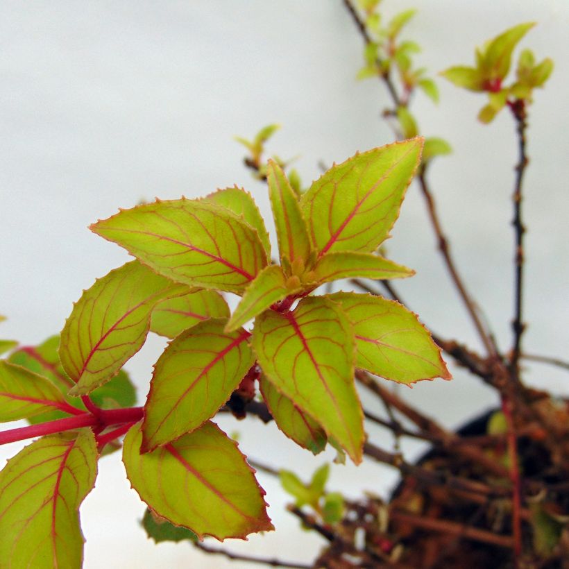 Fuchsia magellanica Genii (Foliage)