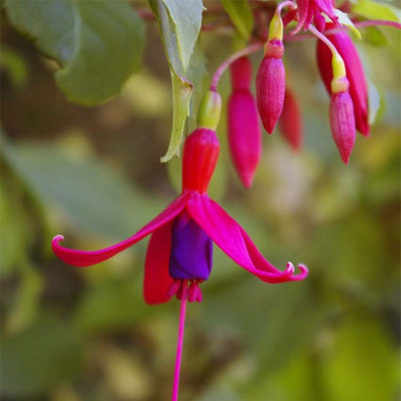 Fuchsia magellanica Genii (Flowering)