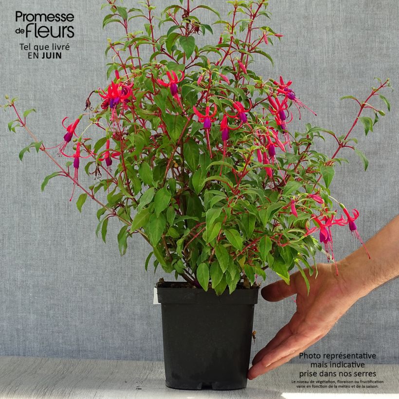Fuchsia magellanica Genii 2L/3L pot sample as delivered in summer