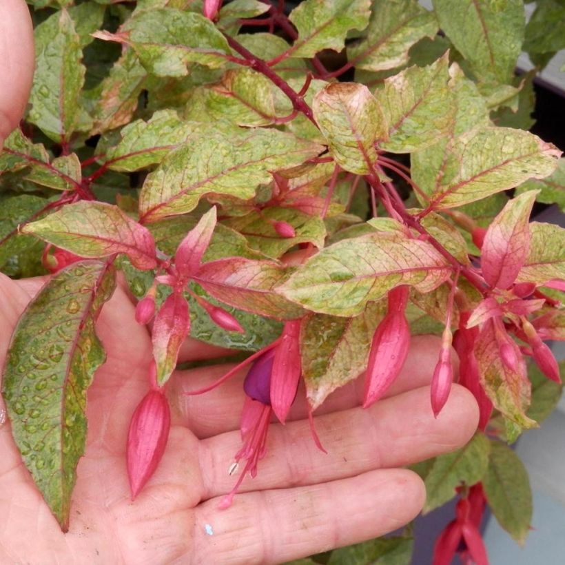 Fuchsia Happy Birthday (Flowering)