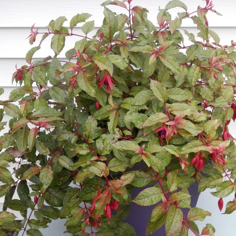 Fuchsia Happy Birthday (Plant habit)