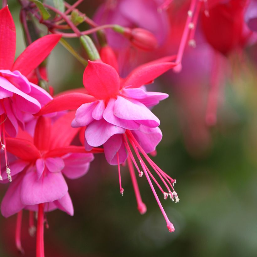 Fuchsia Heidi Ann (Flowering)