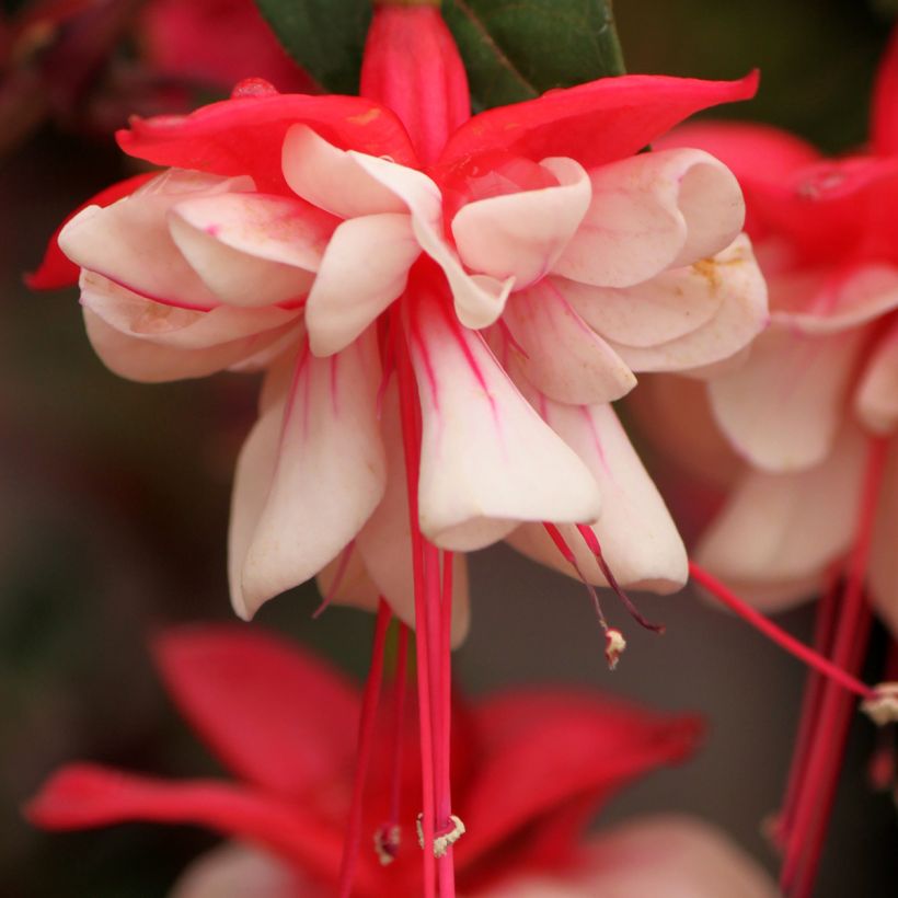 Fuchsia Heidi Weiss (Flowering)