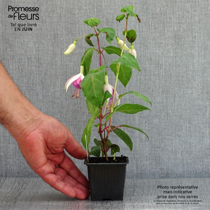 Fuchsia Illusion 8/9 cm pot sample as delivered in summer