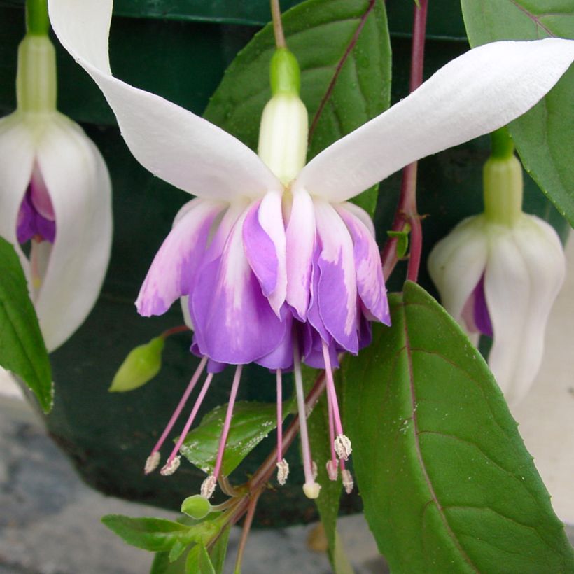 Fuchsia Illusion (Flowering)