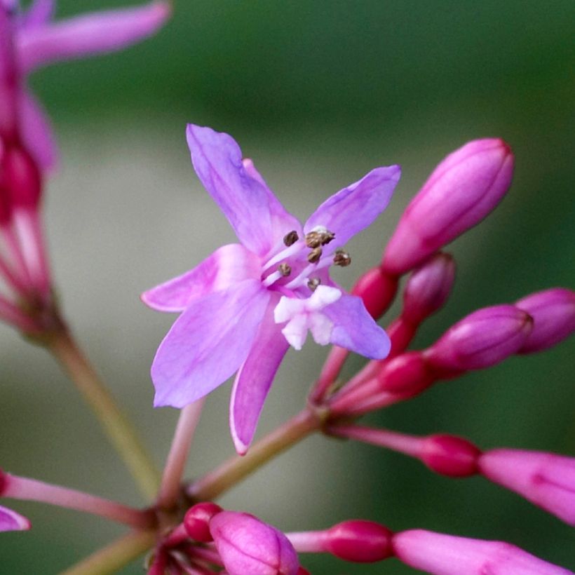 Fuchsia Lechlade Gordon (Flowering)