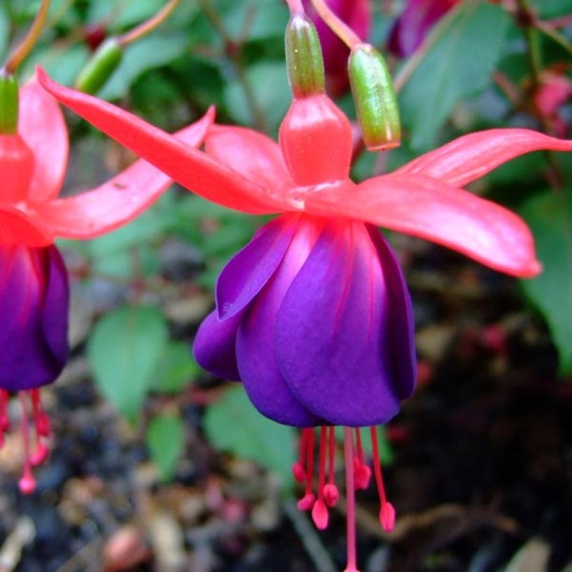 Fuchsia Marjory Black (Flowering)