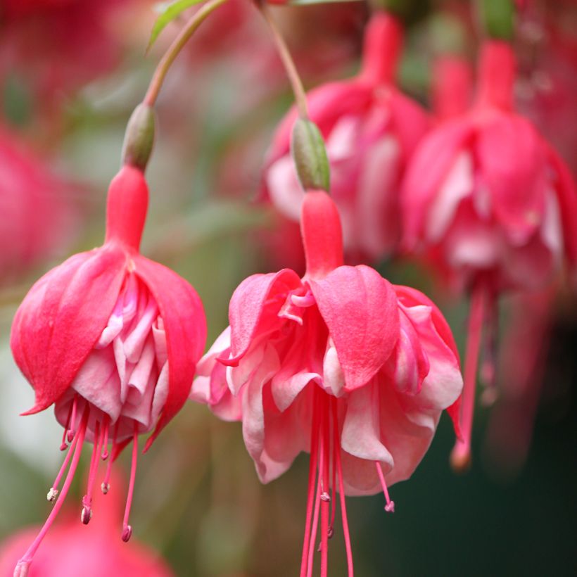 Fuchsia R.A.F (Flowering)