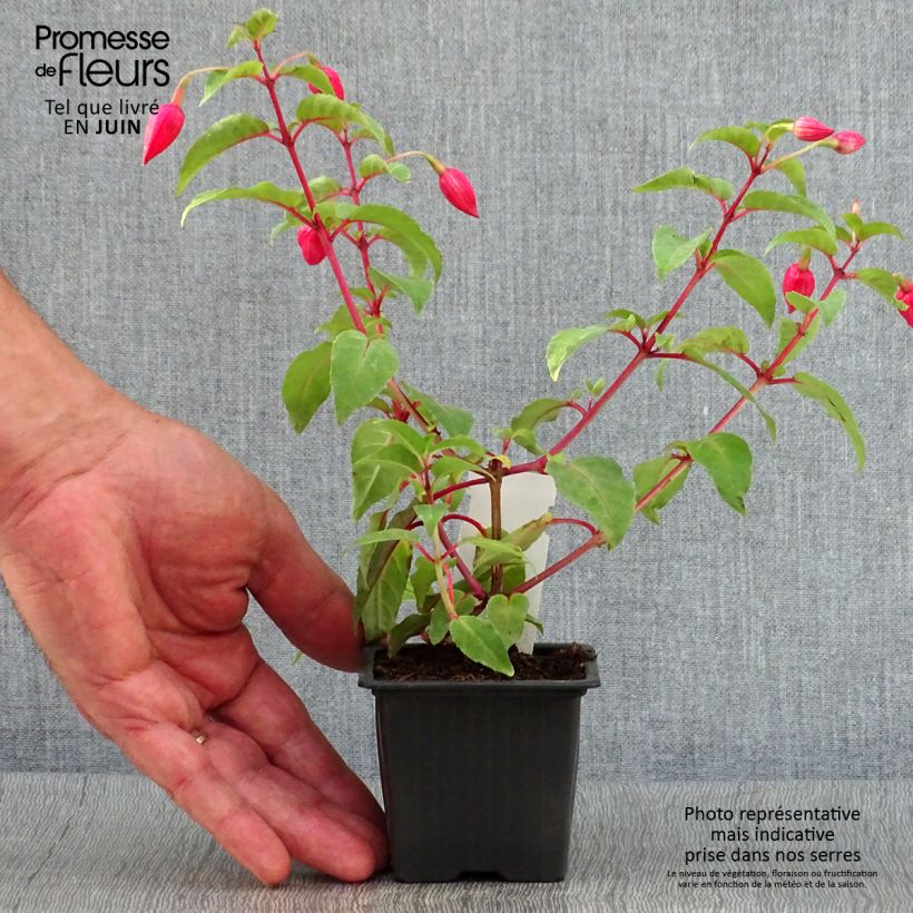 Fuchsia R.A.F 8/9 cm pot sample as delivered in summer