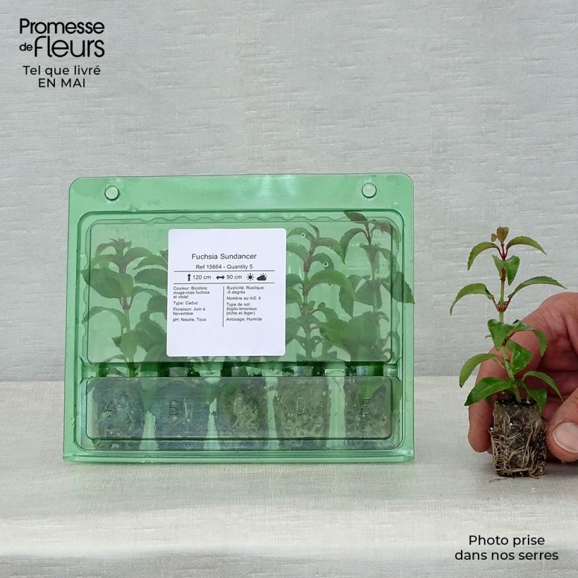 Fuchsia Sundancer Plug plant 1.5/2.5 cm sample as delivered in spring