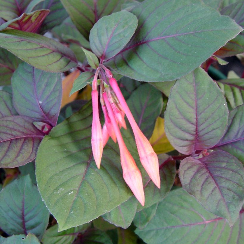 Fuchsia x triphylla Thalia (Foliage)