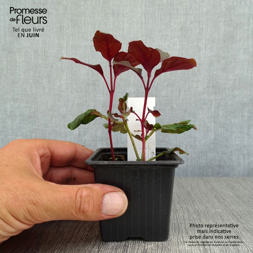 Fuchsia Ting-a-Ling 8/9 cm pot sample as delivered in summer