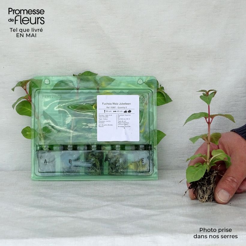 Fuchsia Walz Jubelteen Plug plant 1.5/2.5 cm sample as delivered in spring