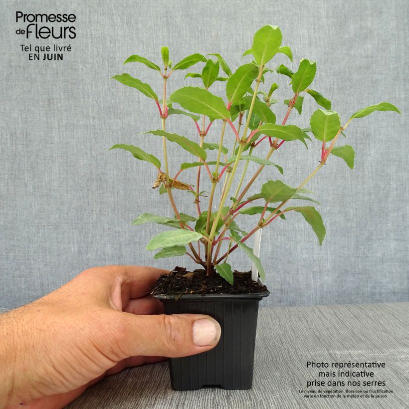 Fuchsia Winston Churchill 8/9 cm pot sample as delivered in summer