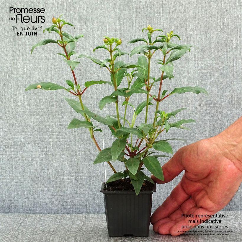 Fuchsia Winston Churchill - Godet de 8/9 cm sample as delivered in spring