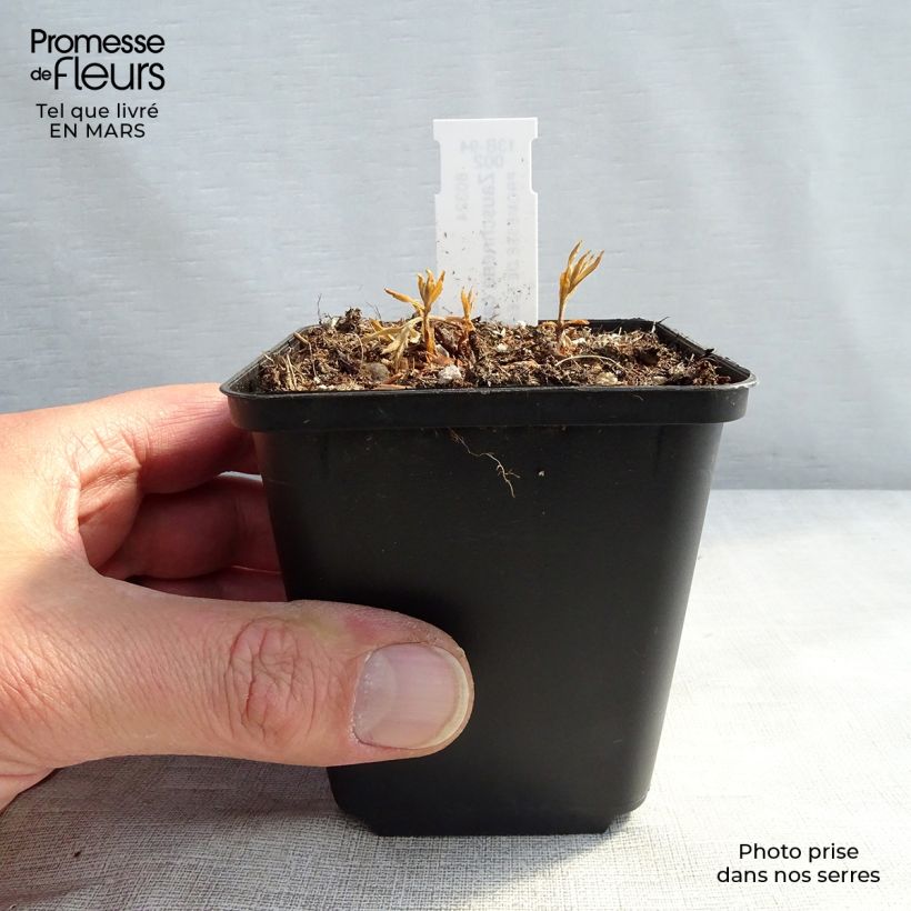 Zauschneria californica 8/9 cm pot sample as delivered in winter