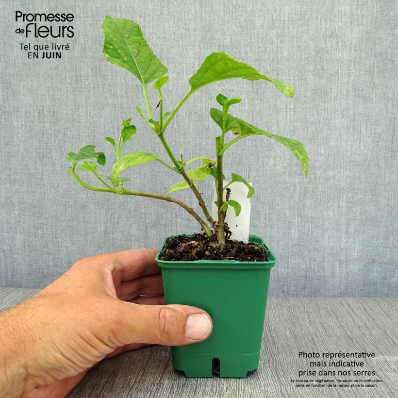 Phygelius aequalis Croftway Yellow Sovereign - Cape Fuchsia 8/9 cm pot sample as delivered in summer