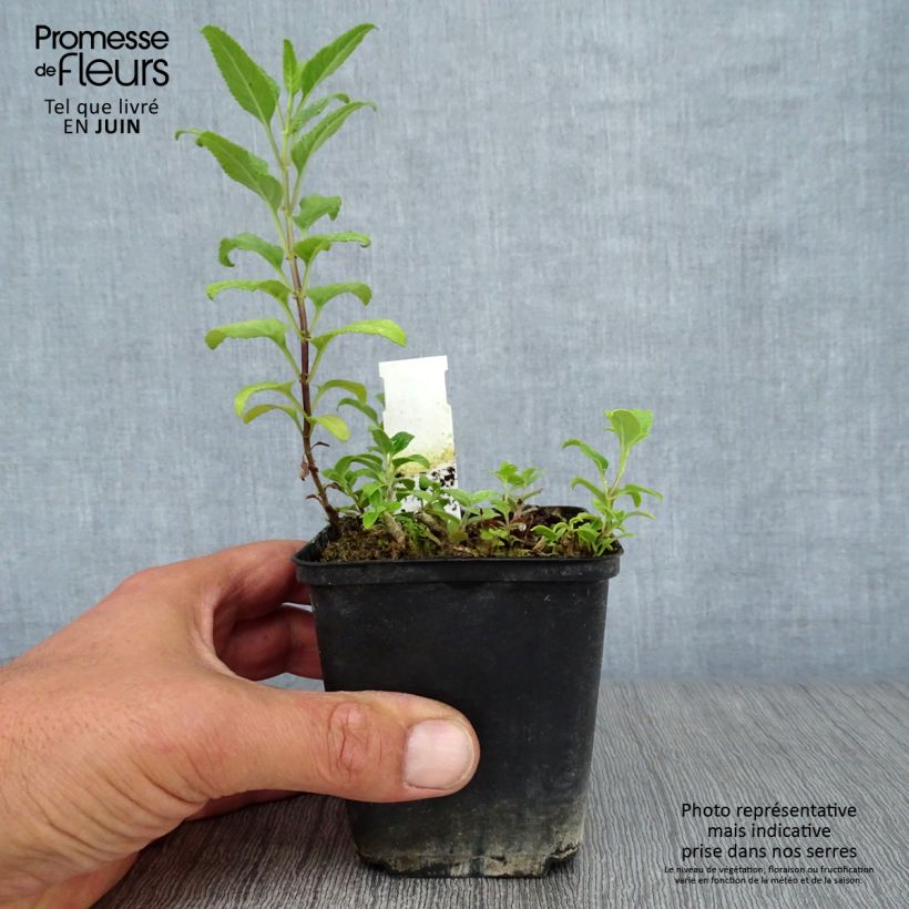 Phygelius African Queen - Cape Fuchsia 8/9 cm pot sample as delivered in summer