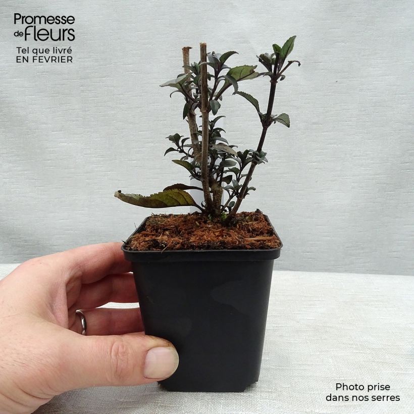 Phygelius Blacher - Cape Fuchsia 8/9 cm pot sample as delivered in winter