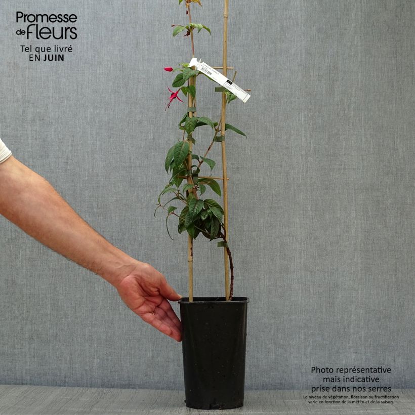 Fuchsia Lady Boothby 3L/4L pot sample as delivered in summer