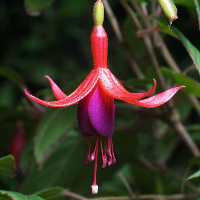 Fuchsia magellanica (Flowering)