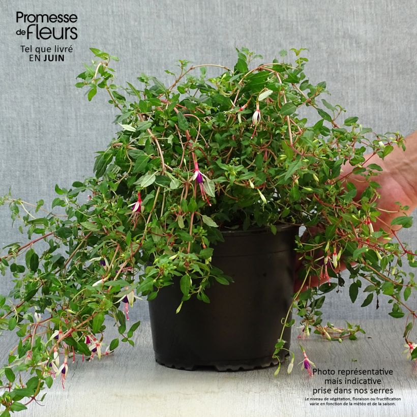 Fuchsia magellanica Arauco 1.5L/2L pot sample as delivered in summer