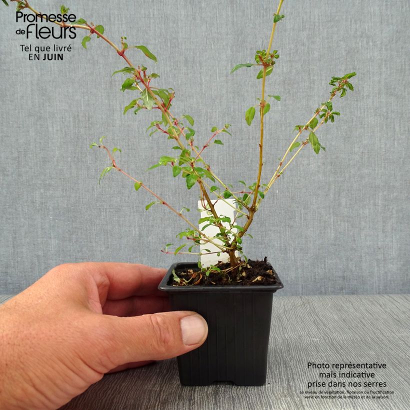 Fuchsia magellanica Arauco 8/9 cm pot sample as delivered in summer