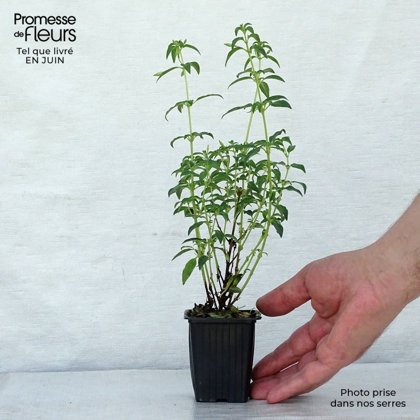 Fuchsia  magellanica Hawkshead 7/8 cm pot sample as delivered in summer