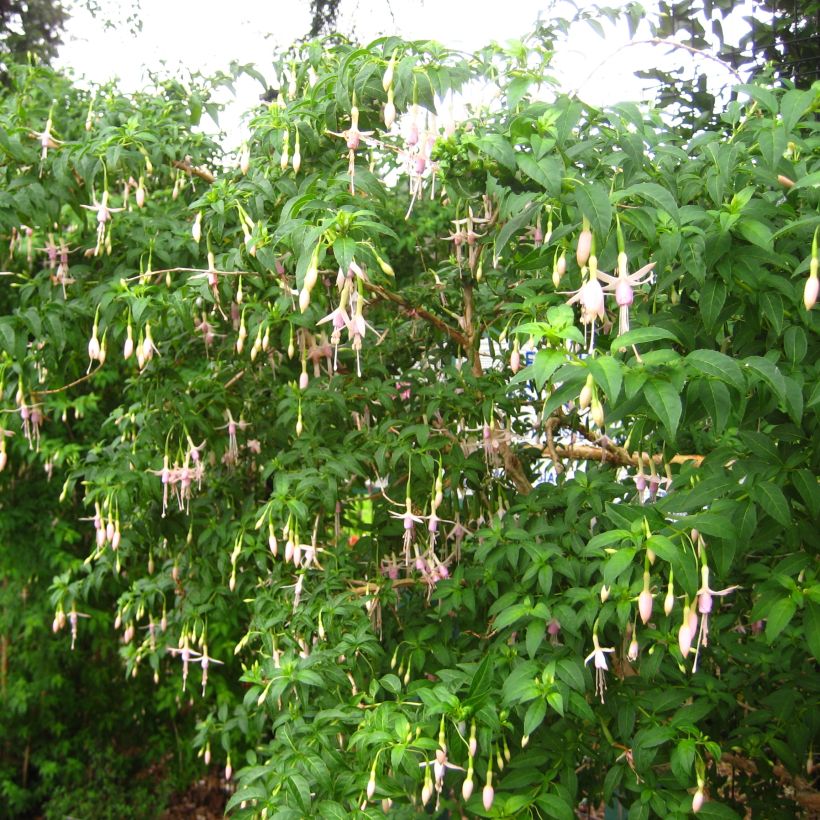 Fuchsia magellanica var. molinae (Plant habit)