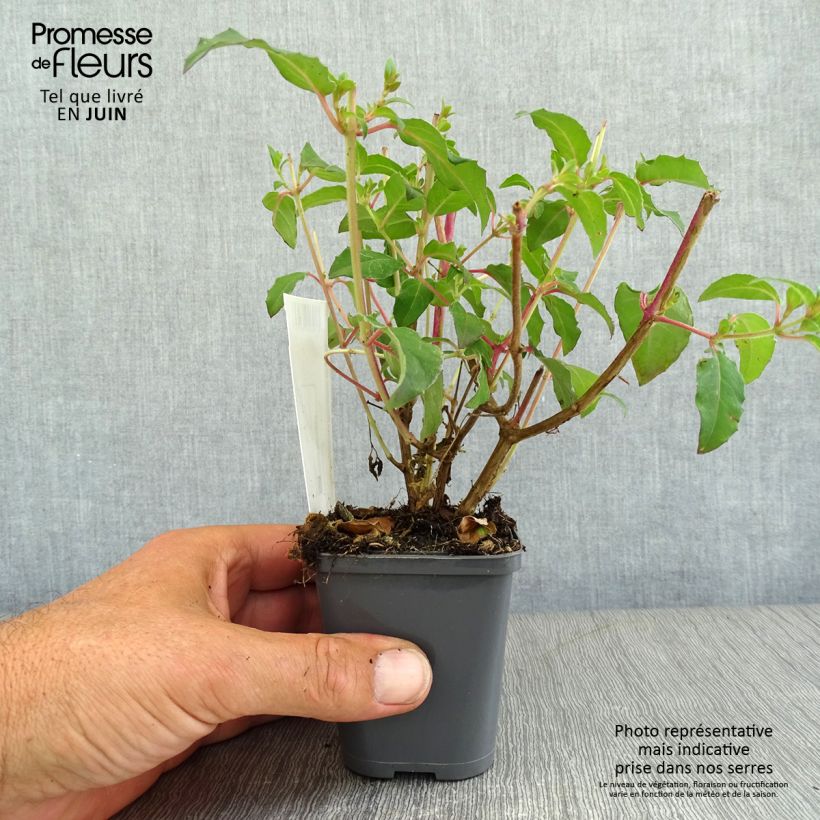 Fuchsia magellanica Riccartonii 8/9 cm pot sample as delivered in summer
