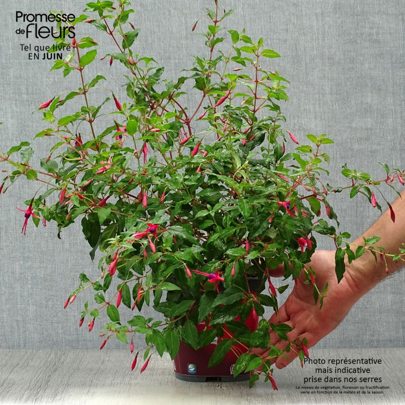 Fuchsia magellanica Riccartonii 2L/3L pot sample as delivered in summer