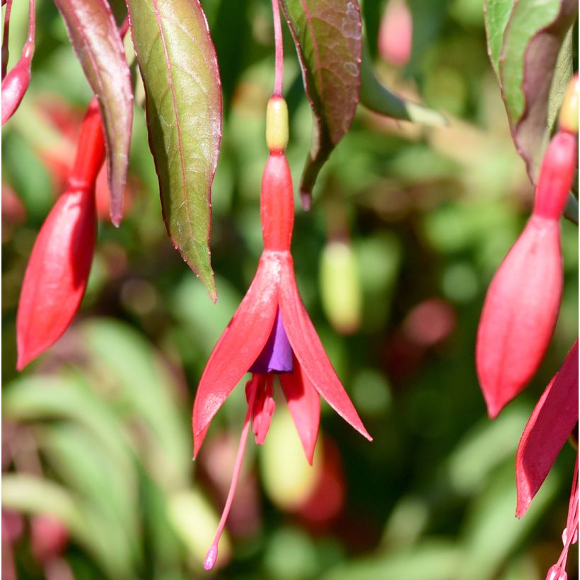 Fuchsia magellanica Tricolorii (Flowering)