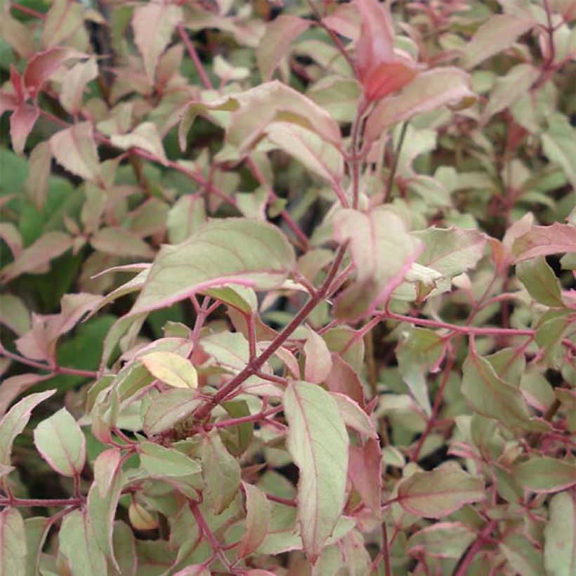 Fuchsia magellanica Versicolor (Foliage)