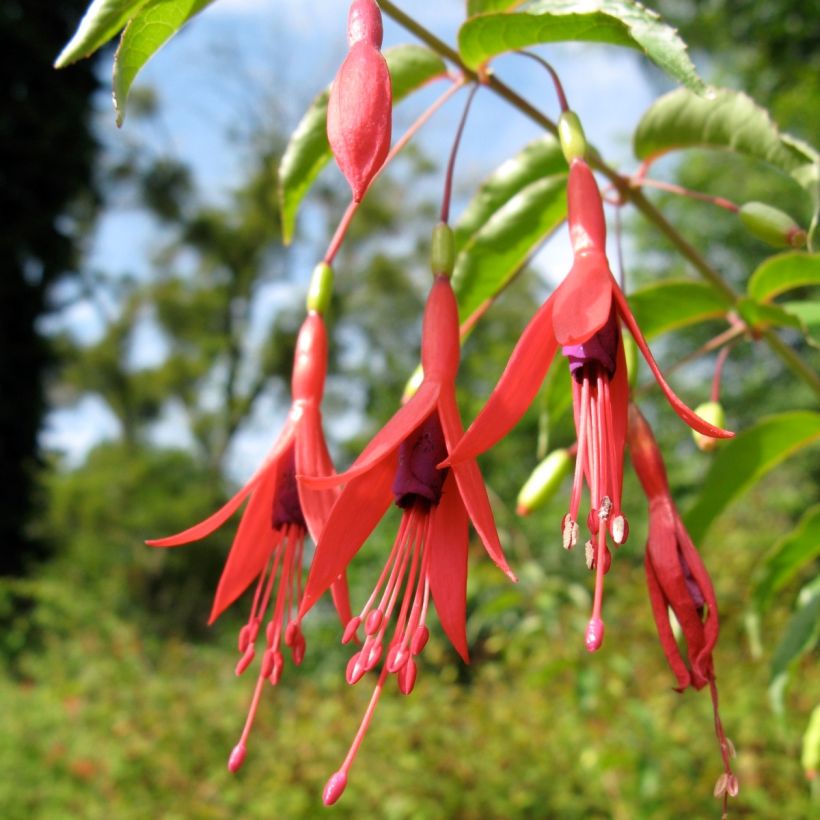 Fuchsia magellanica var. gracilis Aurea (Flowering)