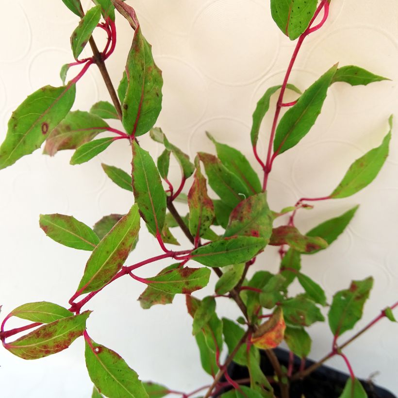 Fuchsia magellanica var. gracilis Aurea (Foliage)