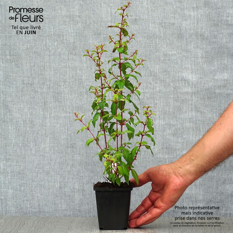 Fuchsia magellanica var. gracilis Aurea 7/8 cm pot sample as delivered in summer
