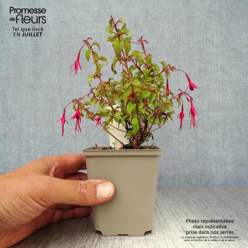Fuchsia magellanica var. gracilis 8/9 cm pot sample as delivered in summer